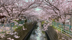 妙典仲江川　お花見